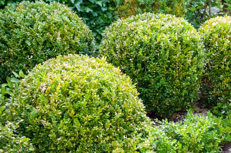 Shaped Bushes in Landscape