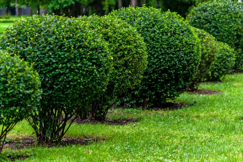 Trimmed Shrubs in Front Yard
